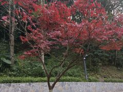-重庆彩云湖湿地公园
