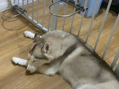 -Husky Go! 哈士奇体验馆·宠物咖啡厅狗咖