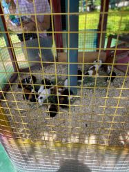 -萌宠亲子动物乐园(槐房万达店)