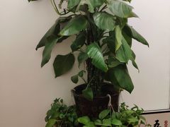 -老成都·古法采耳·禅洗头疗(四川总店)