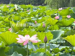 -月湖风景区