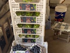 -马陆小张葡萄园农家乐