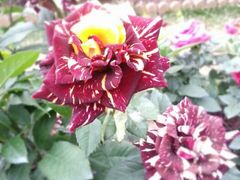 现在月季花开得很美-人民公园(罗湖区)