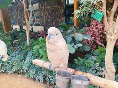 -南宫五洲植物乐园