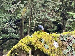 -牛背梁国家森林公园