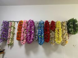 -呼拉汇舞蹈生活馆 Hawaii Hula&Tahiti Dance Studio