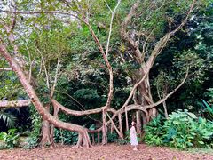 -中国科学院西双版纳热带植物园