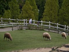 -神户市立六甲山牧场