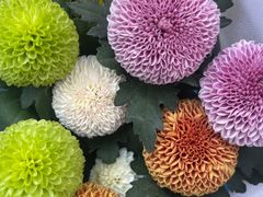 -青石桥花鸟鱼虫市场(叠翠城店)