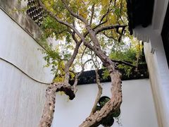 -上海醉白池公园