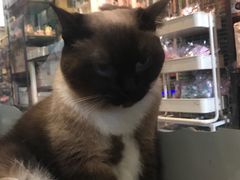 -猫咪博物馆(顶澳仔猫街店)