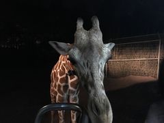 -清迈夜间动物园