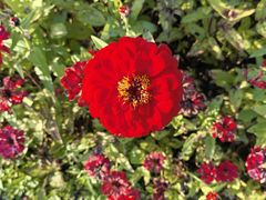 -毛华美食(清扬路店)