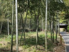 -龙坞茶村