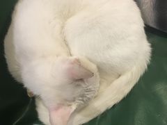 -猫色咖啡·猫咖