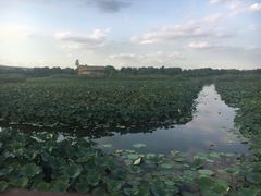 -荷塘月色湿地公园·向阳花洲