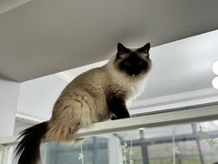 -喵的天空名猫咖啡馆·撸猫·猫舍·用品