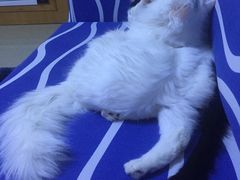 -美迦爱-牙专科·兔科·骨科诊疗中心(北苑店)
