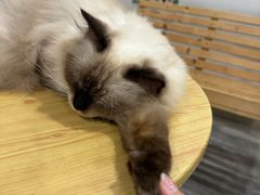-楼上猫咖(罗湖店)