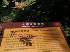 -大塘金香草谷