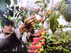 -巴厘岛黄金金兔咖啡工厂