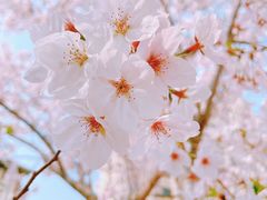 -高东镇樱花园