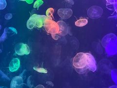 -烟台海昌鲸鲨海洋公园