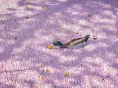 -慈铭体检(洋桥分院)