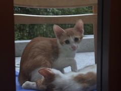-瑞派康怡24h宠物医院·犬猫医疗中心·微创绝育(瑞景分院)