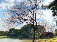-八大山人梅湖景区