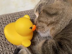 -猫宠乐园·专业洗护