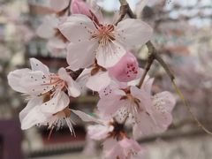 -桃花堤公园