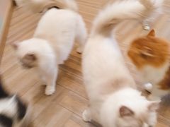 -酷豆宠物咖啡·宠物美食·撸猫馆