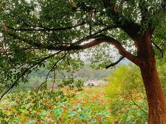 -谷咖啡·鲜花绿植花园餐厅