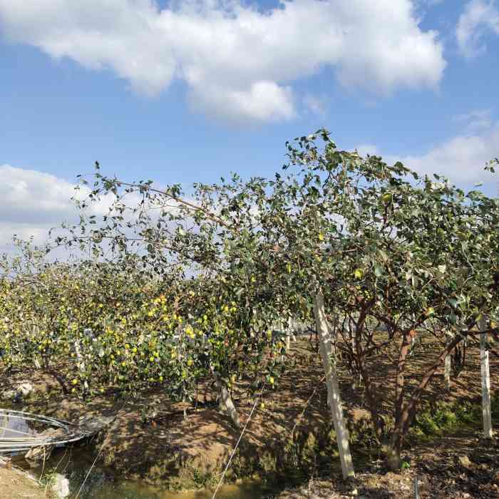 1.26去的凤悦良井原乡,路过."-大众点评移动版