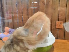 -龟与熊猫宠物公园(南坪店)