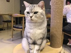 -平行世界·猫咖(首经贸店)