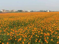 -枫林花海