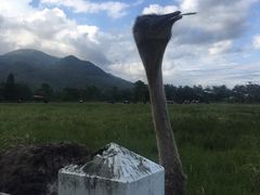 -瑞穗牧场