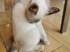 -Cappucimeow猫咪咖啡馆(韦伯时代店)