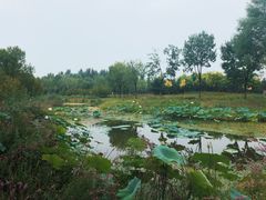 -东郊湿地公园