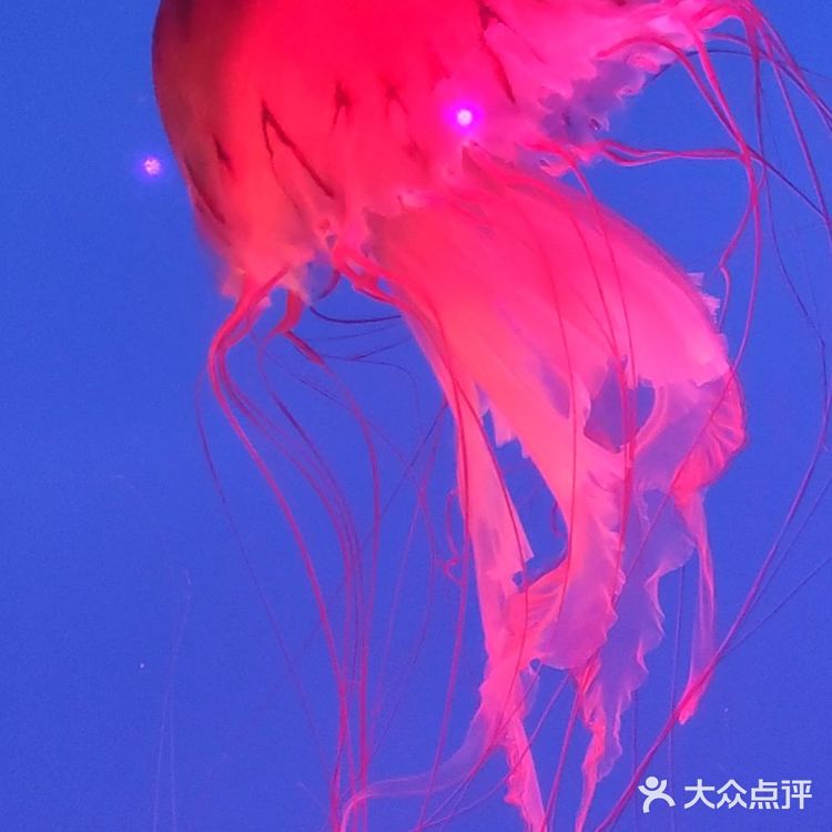 北京海洋馆暑期攻略