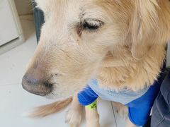 -关爱动物医院·心脏·中兽医·异宠(金牛路分院)