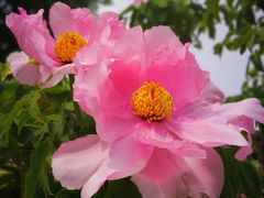 -曹州百花园