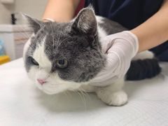 -爱侣·安琦尔宠物医院·中兽医针灸·心内科·狂犬免疫点(宝山区院)