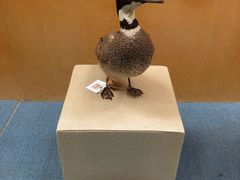 -陕西自然博物馆