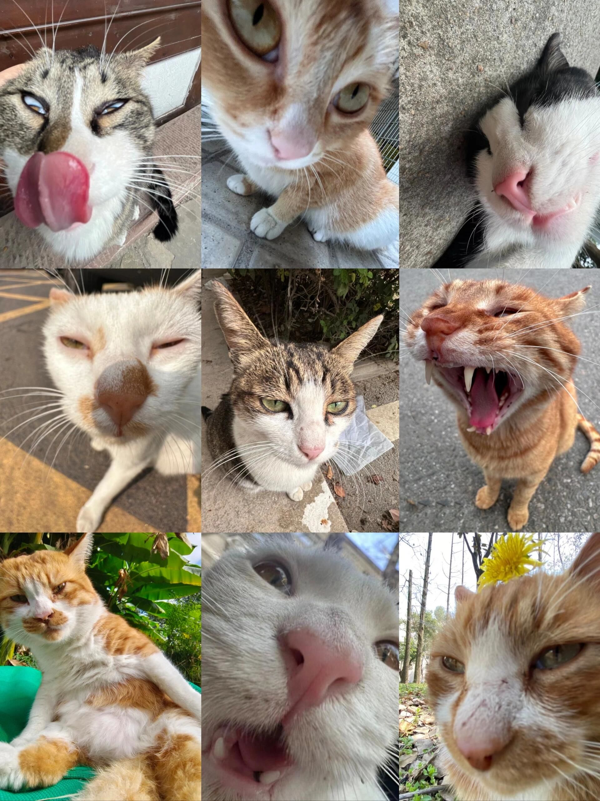 偶遇小猫咪#流浪猫#大学生日常#头像#抽象#鬼畜#表情包#猫咪治愈世界