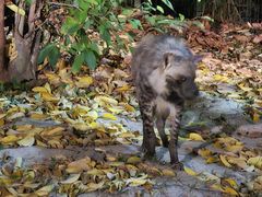 -清迈夜间动物园