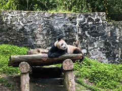 -都江堰中华大熊猫苑