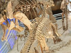 -国家自然博物馆